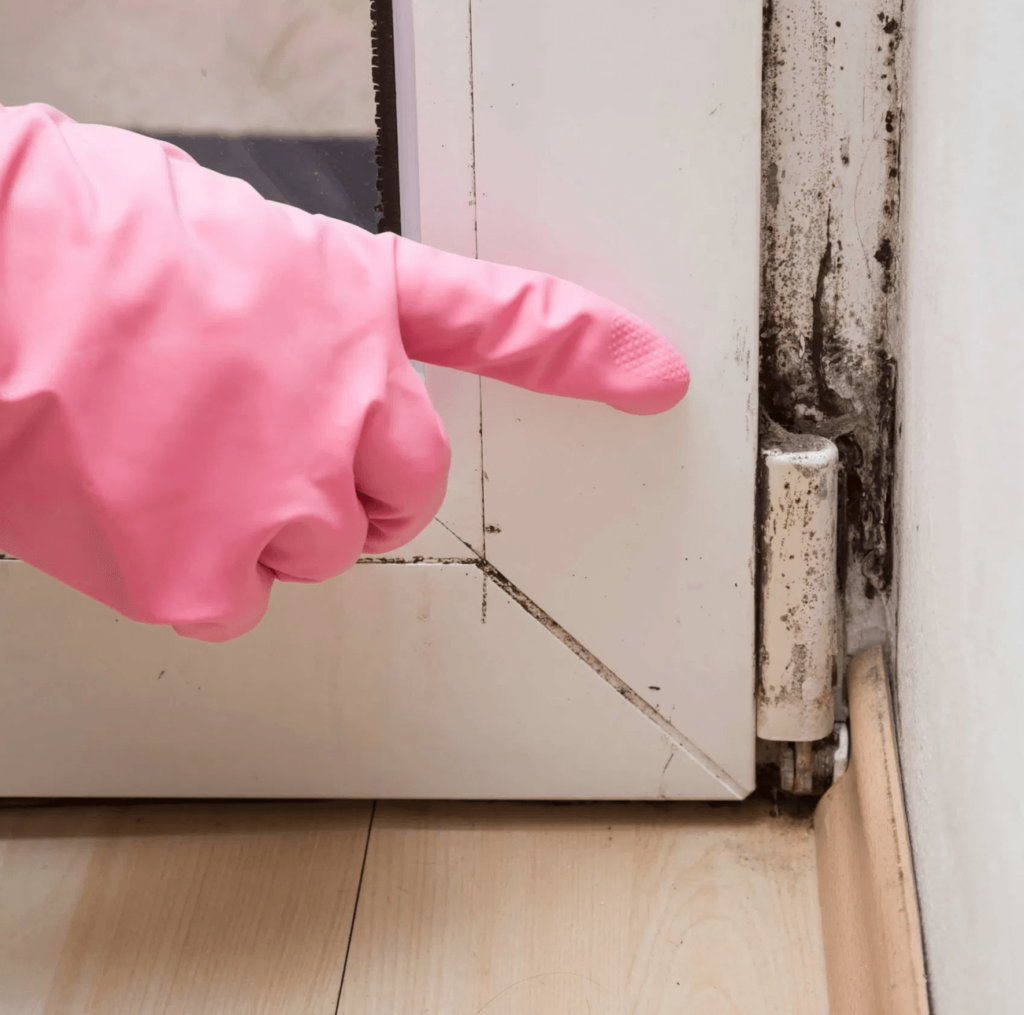 Mold Removal Service